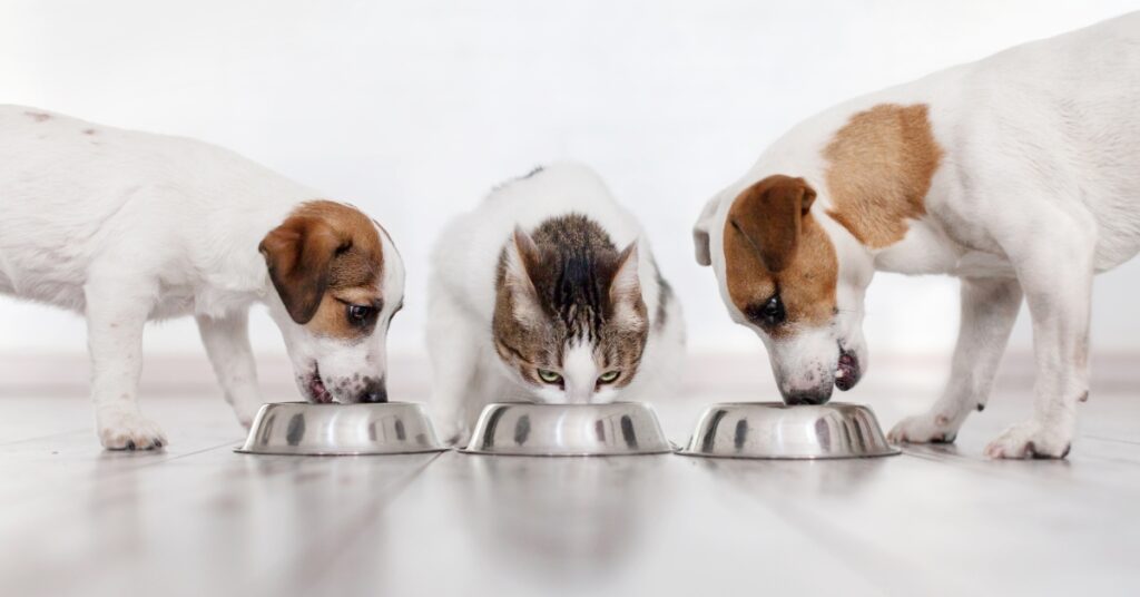 Optymalna częstotliwość karmienia zależy od wielu czynników, takich jak wiek, wielkość, aktywność fizyczna oraz zdrowie zwierzęcia. Ile razy dziennie karmić psa lub kota? 