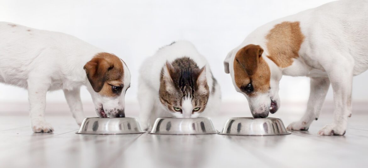 Optymalna częstotliwość karmienia zależy od wielu czynników, takich jak wiek, wielkość, aktywność fizyczna oraz zdrowie zwierzęcia. Ile razy dziennie karmić psa lub kota? 