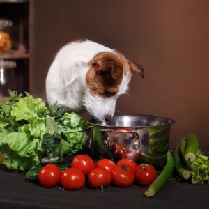 Bezpieczne warzywa w diecie psa